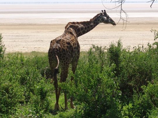 Girafe-lake-manyara