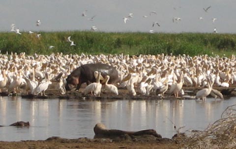 Lake-Manyara-animals2