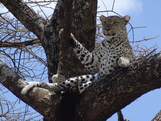 Leopard-in-Serengeti