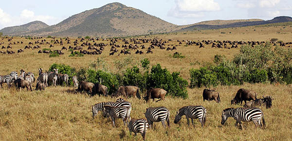 Masai_Mara_National_Reserve