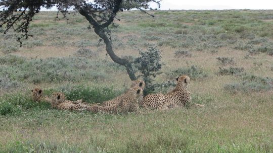 Serengeti-Cheetah