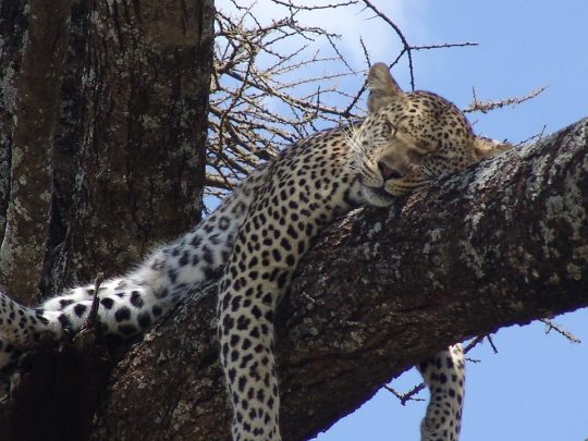 Serengeti-Leopard