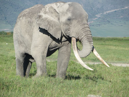 elephant-ngorongoro2