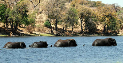 elephants-rufiji-river12