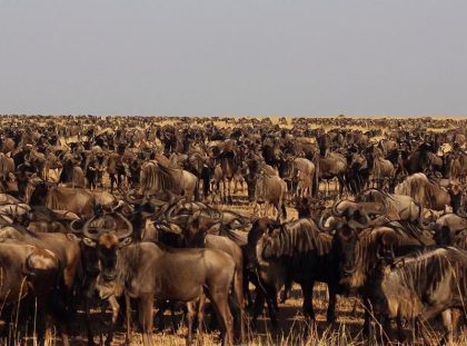 Norhtern Serengeti 4